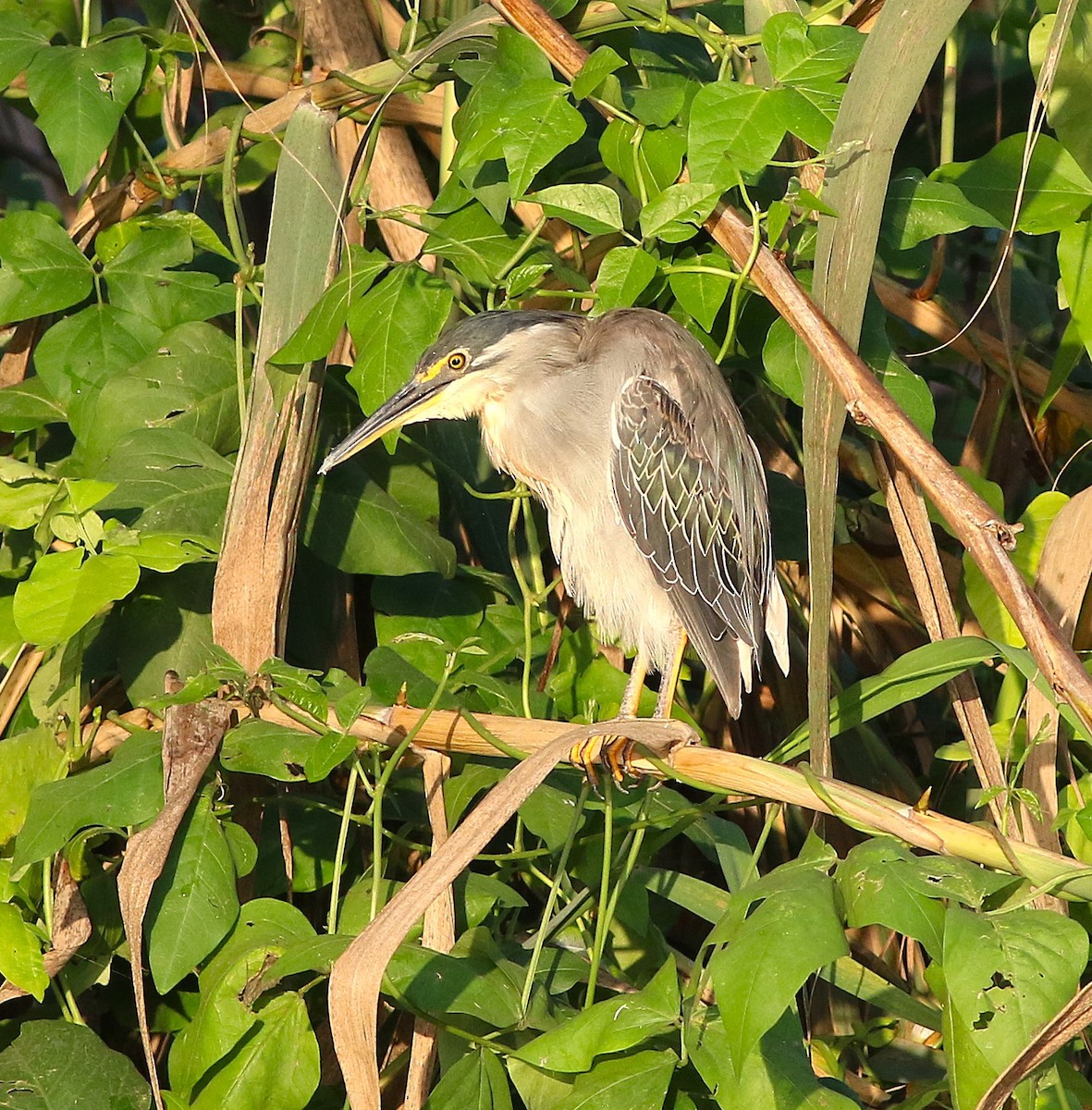 Little Heron - ML646246696
