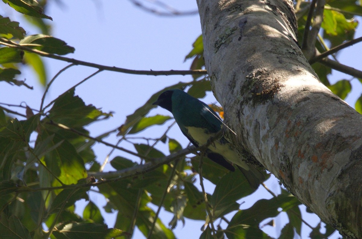 Swallow Tanager - ML646246703