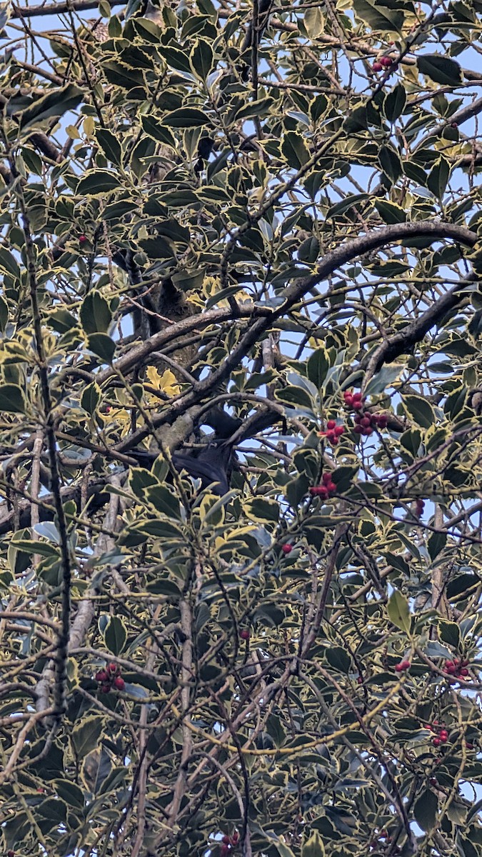 שחרור - ML646246704