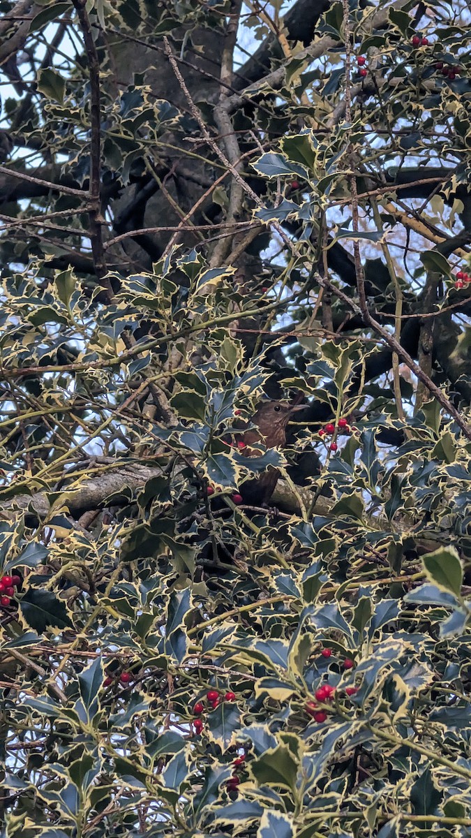 שחרור - ML646246705