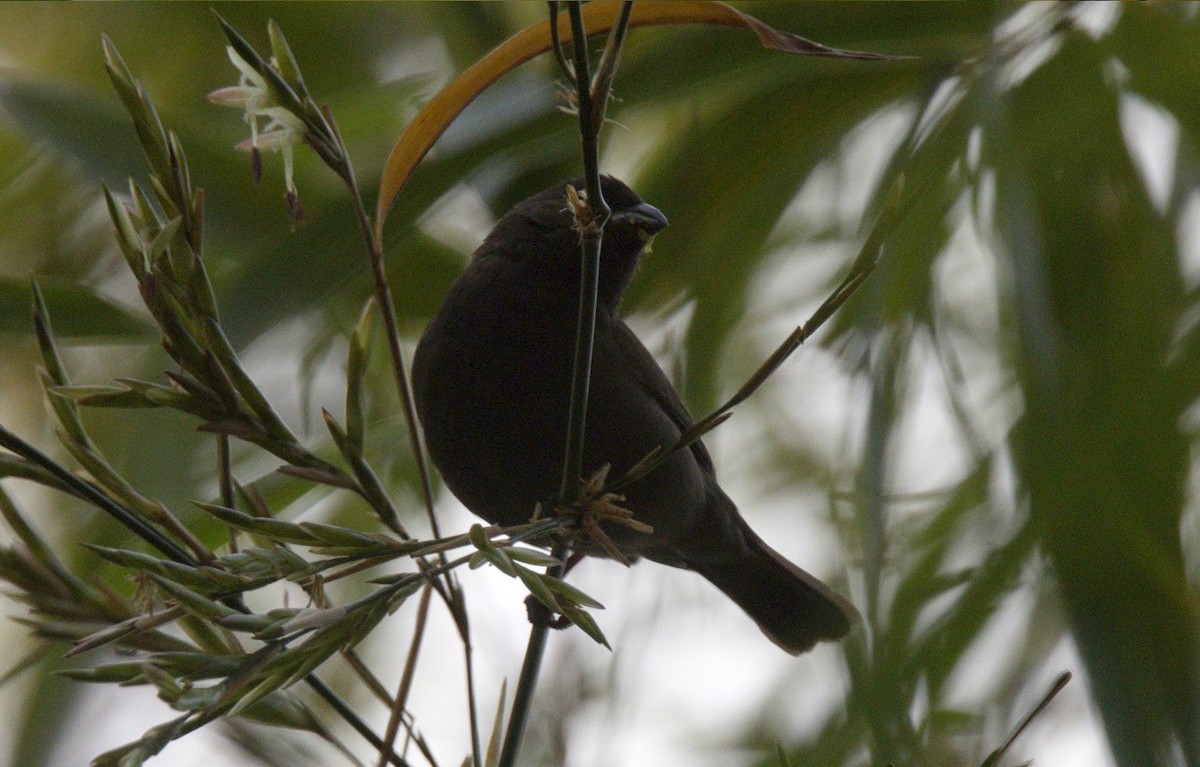Sooty Grassquit - ML646246706