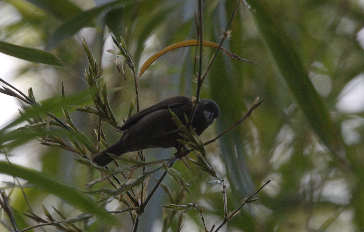 Sooty Grassquit - ML646246707