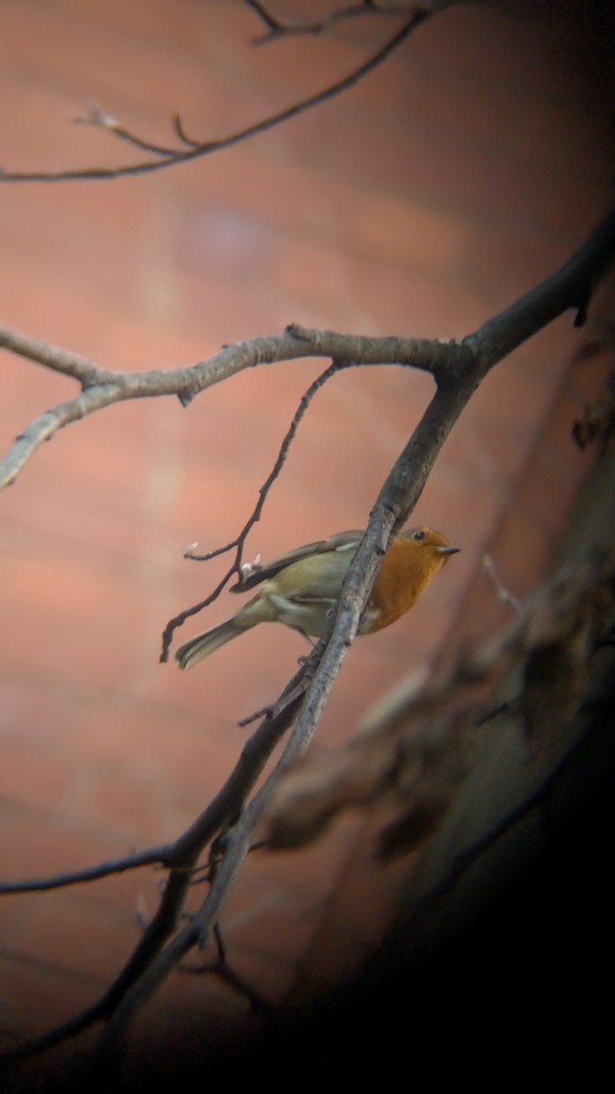 červenka obecná - ML646246710