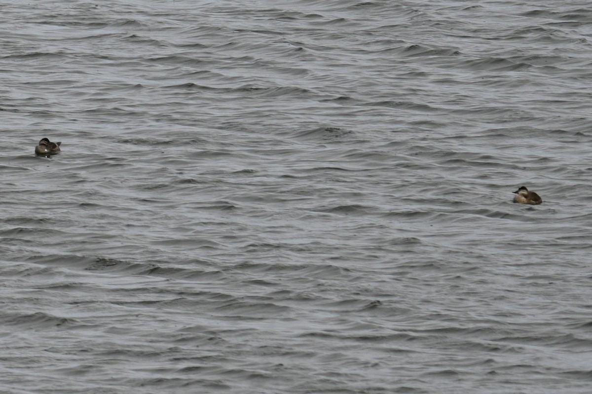 Amerika Dikkuyruğu - ML646246714