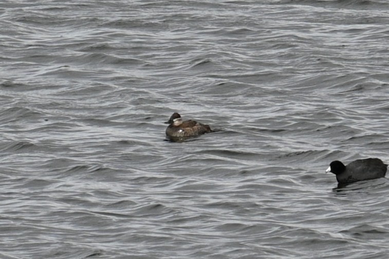 Amerika Dikkuyruğu - ML646246715