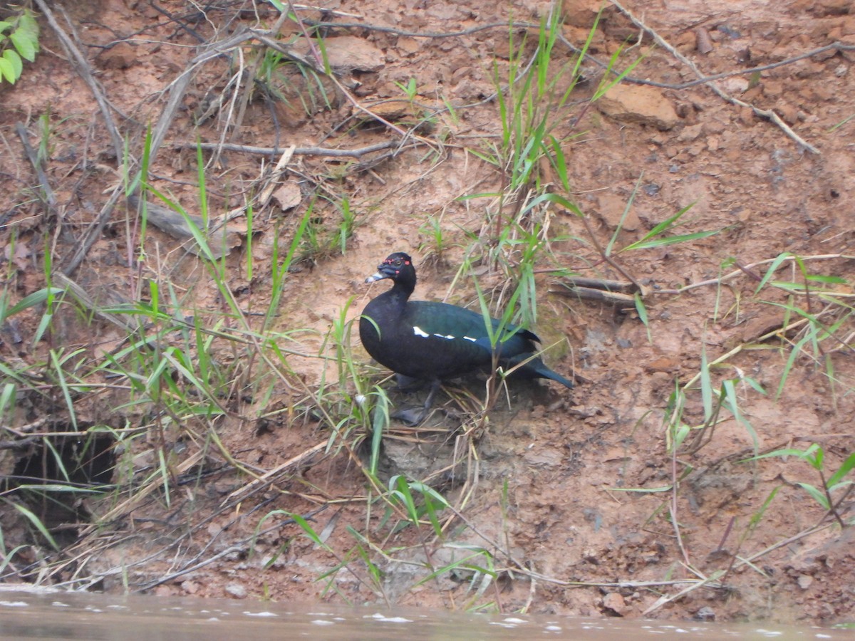 Muscovy Duck - ML646246716