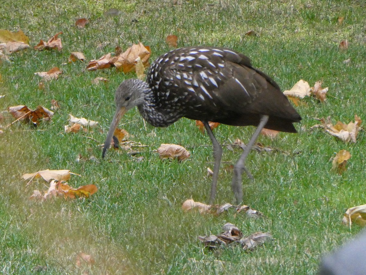 Limpkin (Speckled) - ML646246718