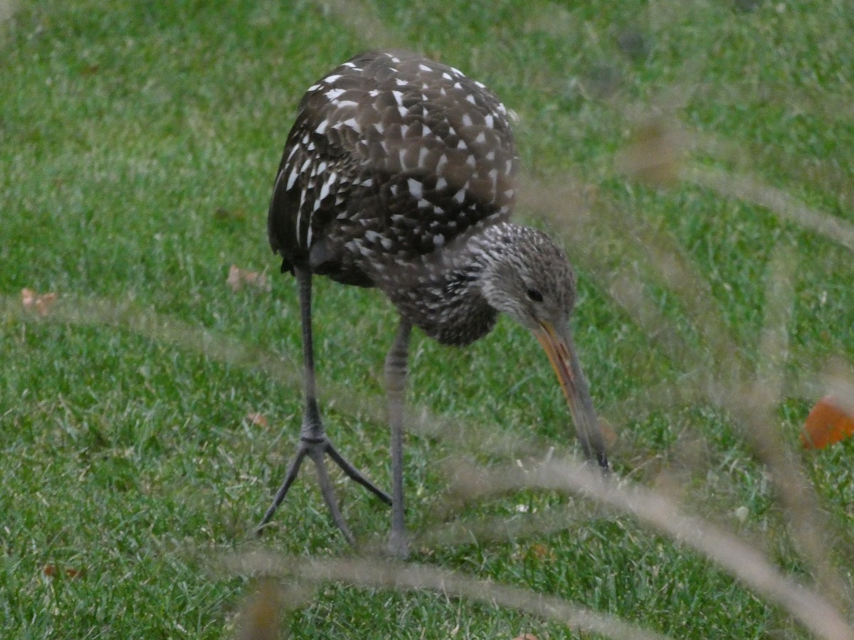 Limpkin (Speckled) - ML646246719