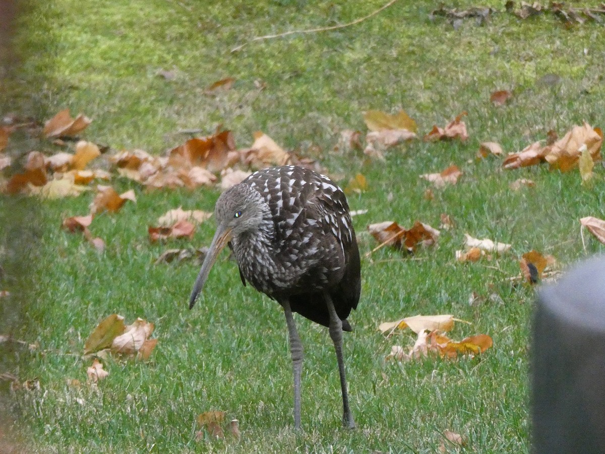 Limpkin (Speckled) - ML646246720