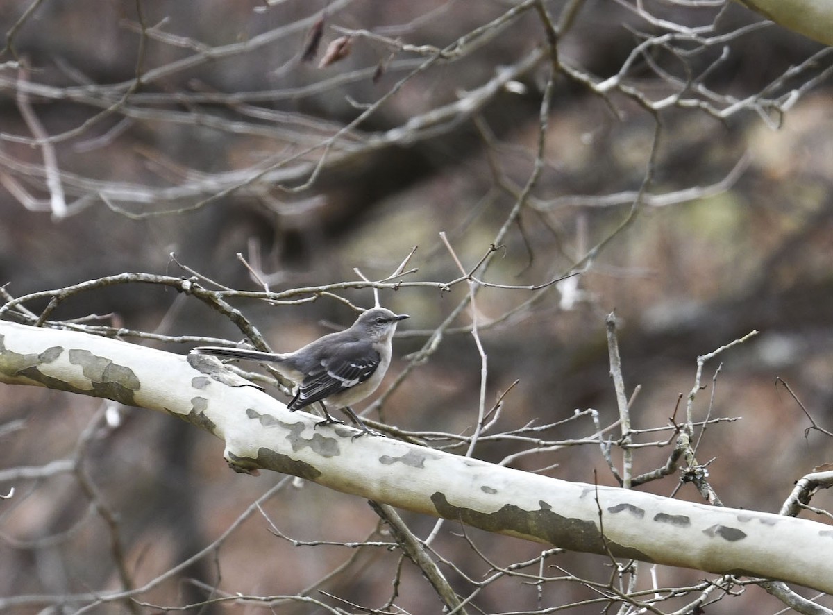 drozdec mnohohlasý - ML646246722