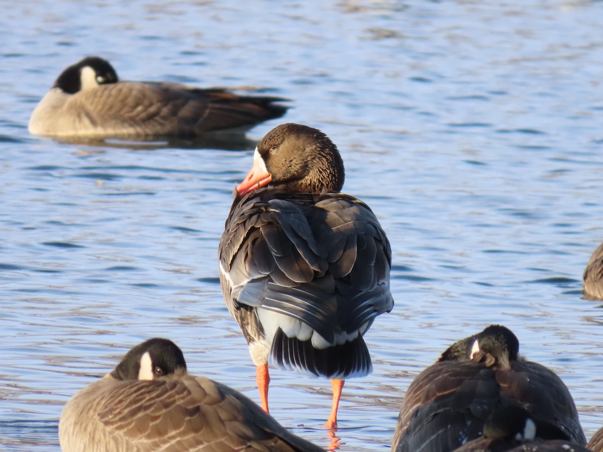 Greater White-fronted Goose - ML646246729