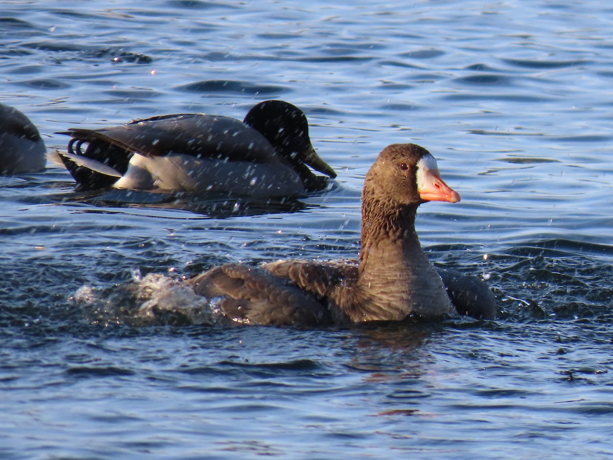 Greater White-fronted Goose - ML646246731