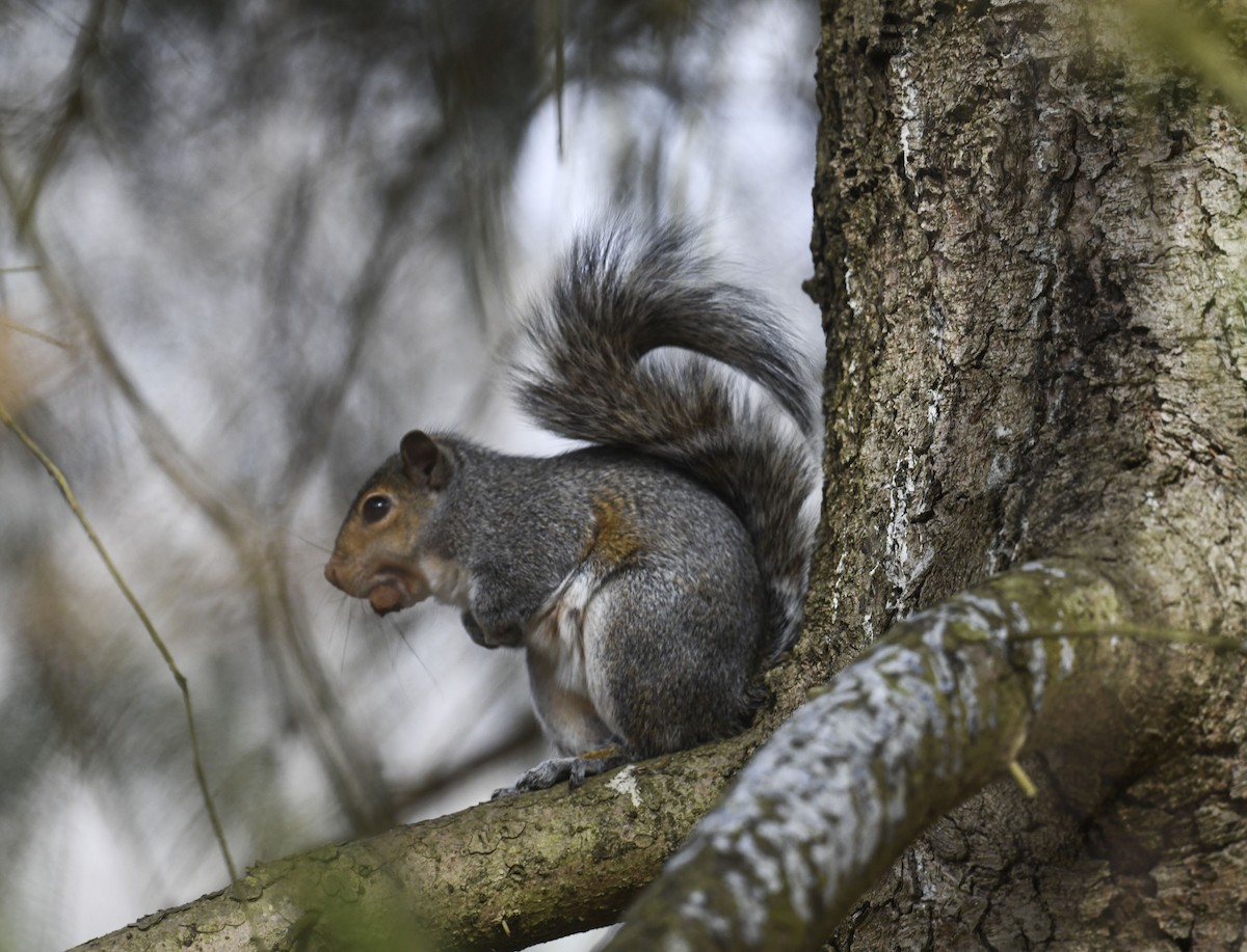 Eastern Gray Squirrel - ML646246735