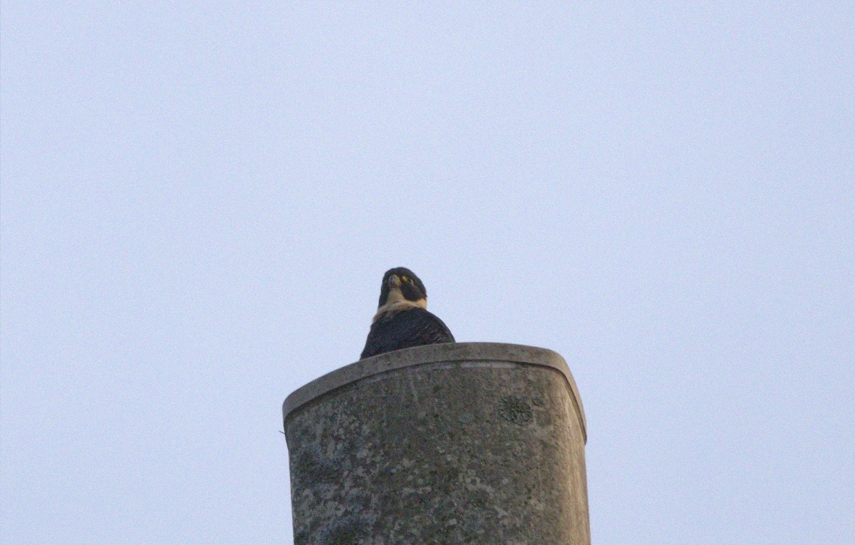 Bat Falcon - ML646246736