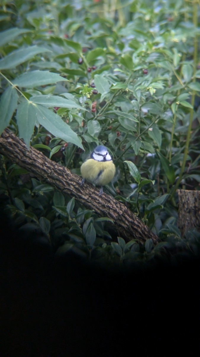 ירגזי כחול - ML646246750