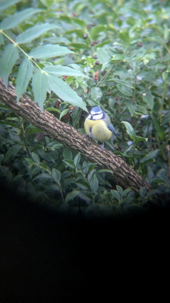 ירגזי כחול - ML646246751