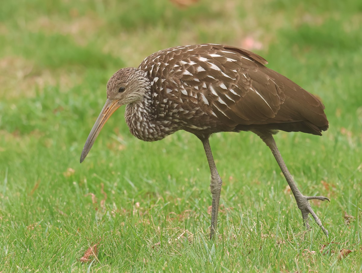 Limpkin (Speckled) - ML646246753