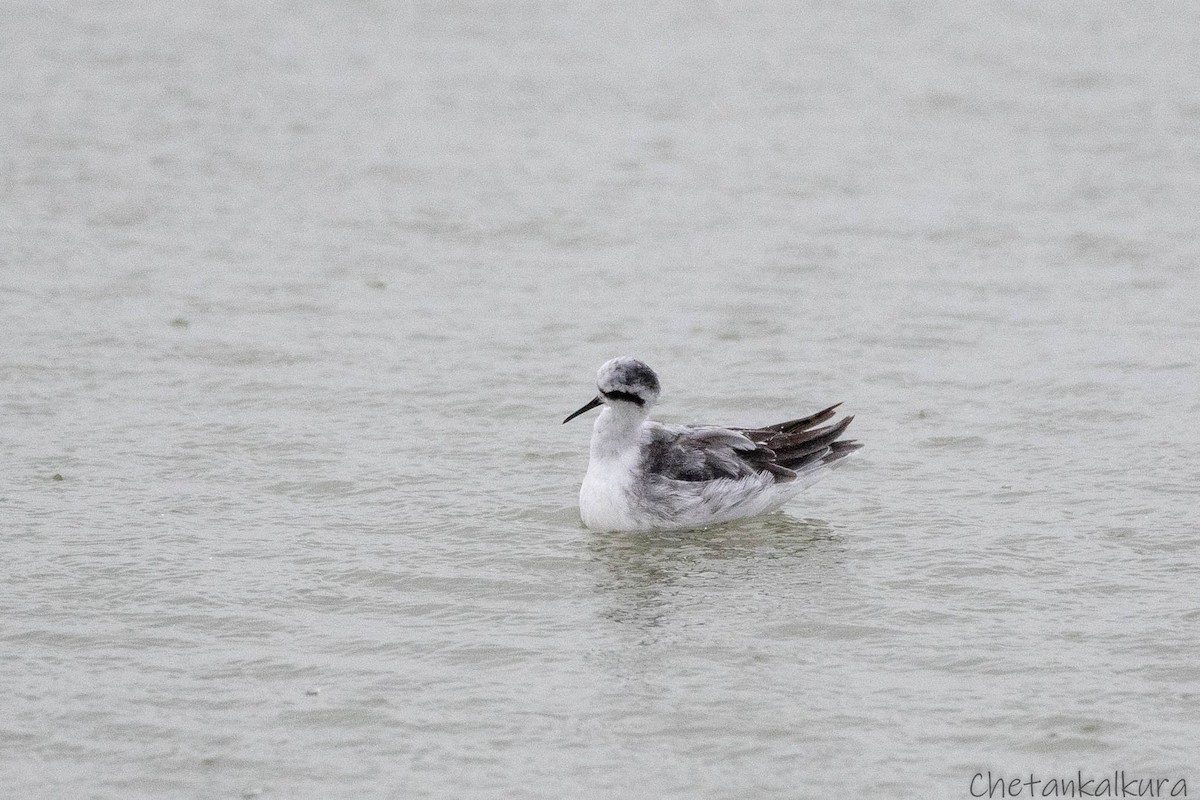 Red-necked Phalarope - ML646246754