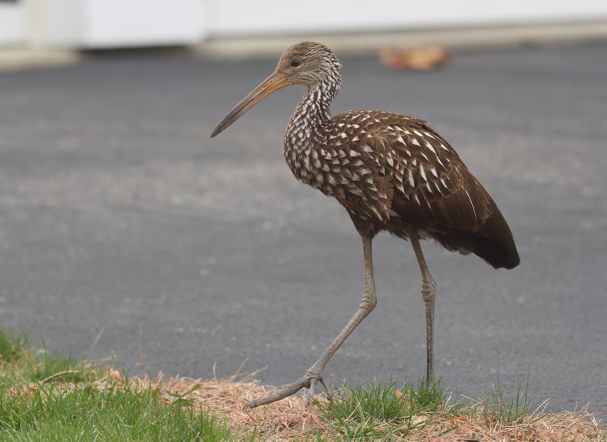 Limpkin (Speckled) - ML646246761