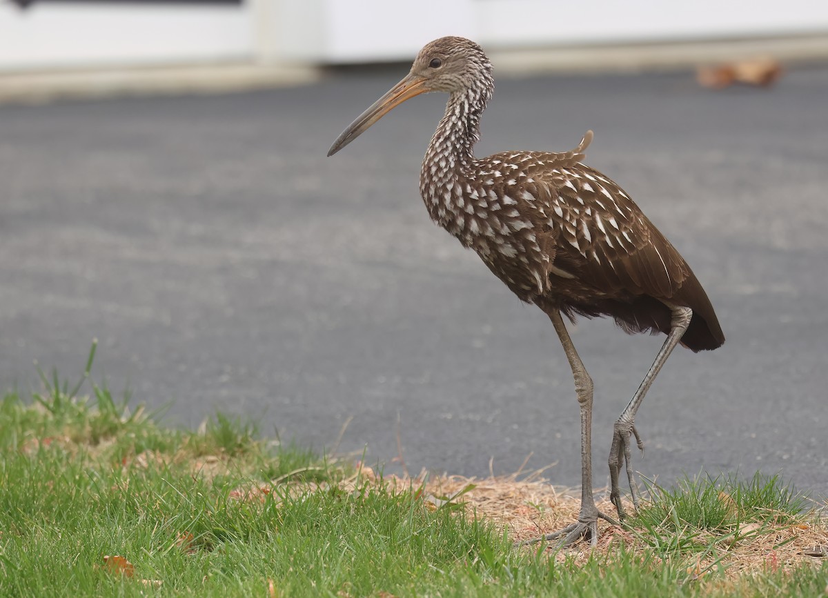 Limpkin (Speckled) - ML646246762
