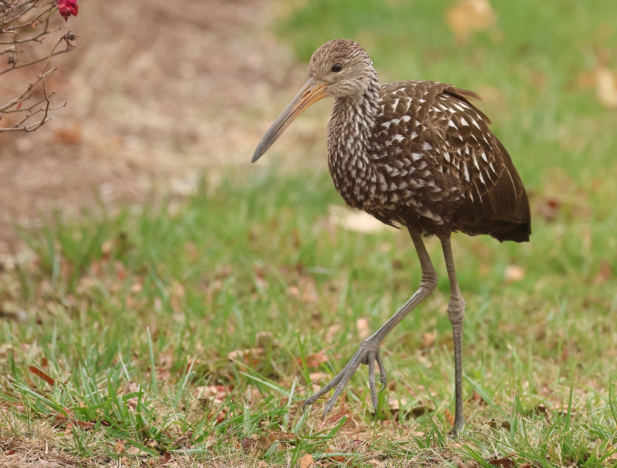 Limpkin (Speckled) - ML646246763