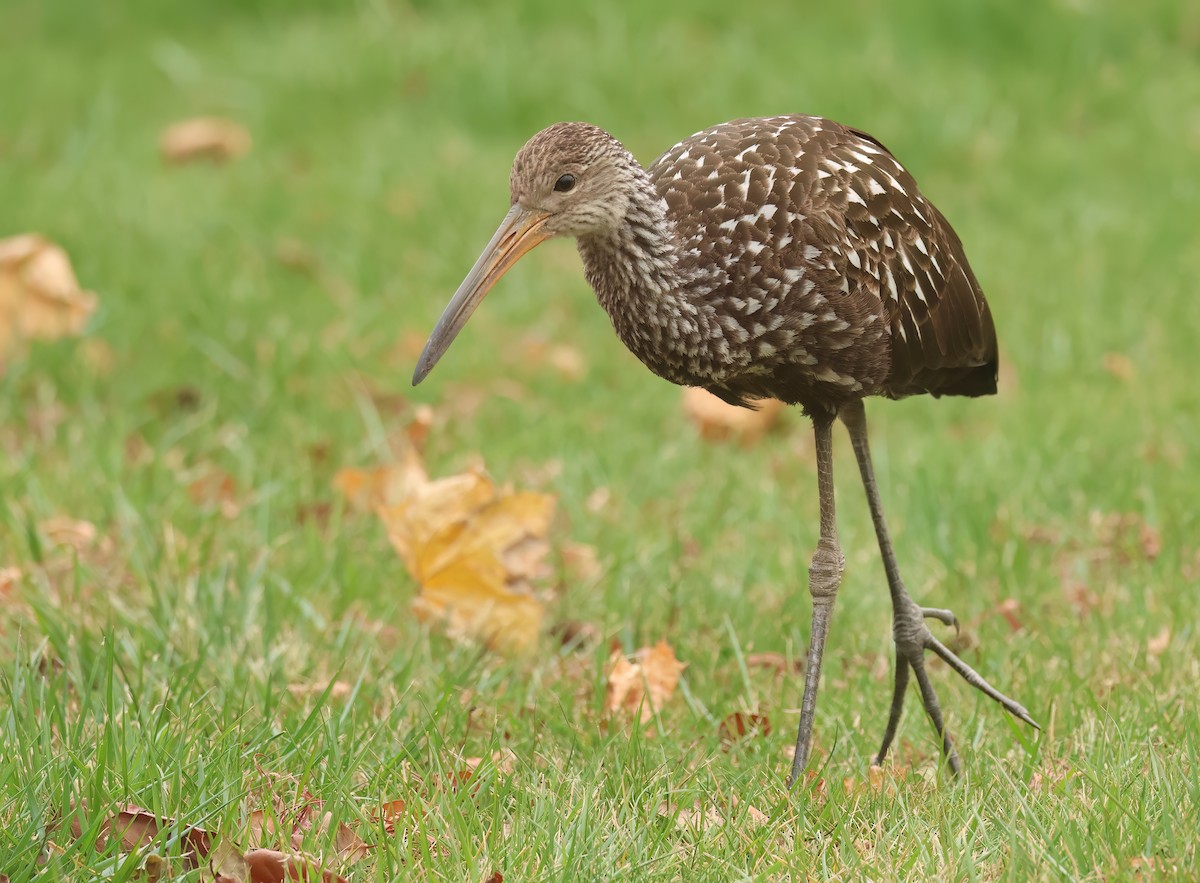 Limpkin (Speckled) - ML646246764
