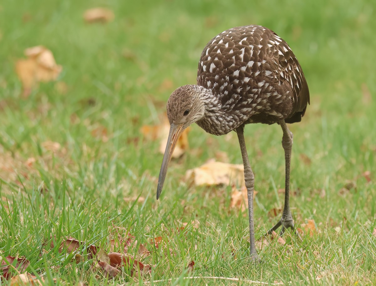 Limpkin (Speckled) - ML646246765