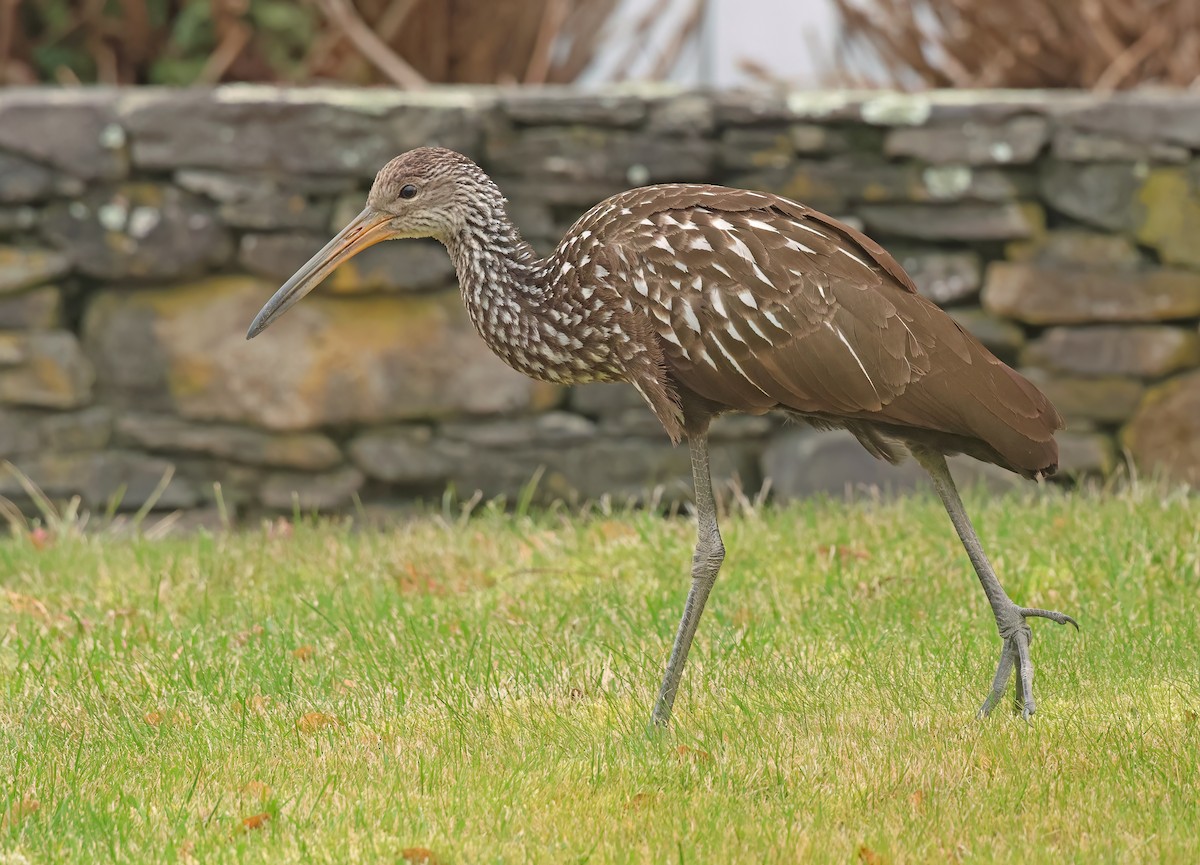 Limpkin (Speckled) - ML646246766