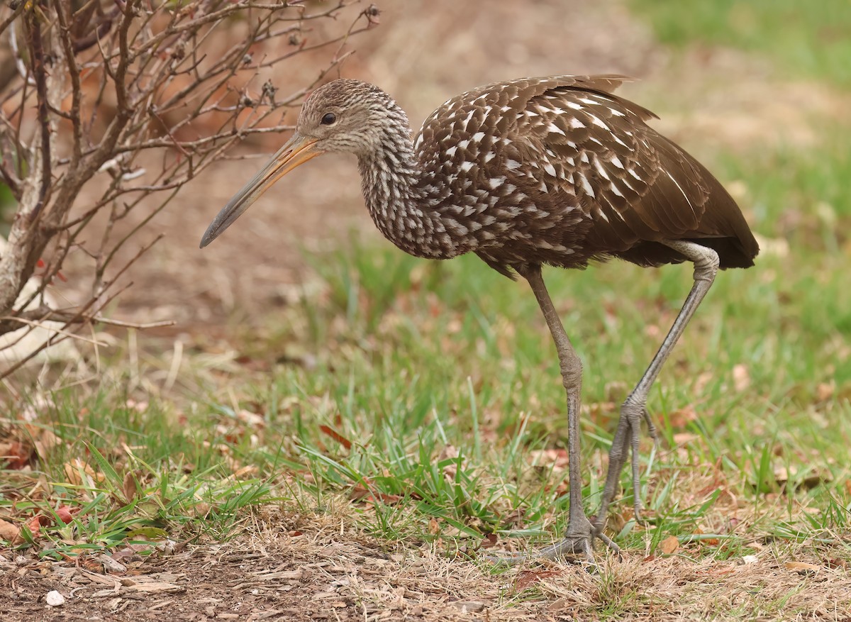 Limpkin (Speckled) - ML646246767