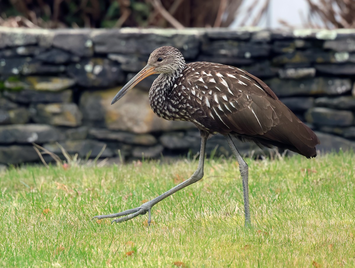Limpkin (Speckled) - ML646246768