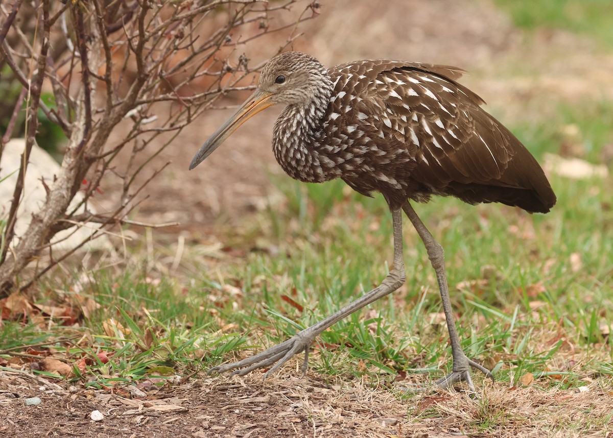 Limpkin (Speckled) - ML646246769