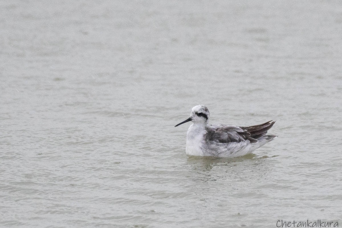 Red-necked Phalarope - ML646246770