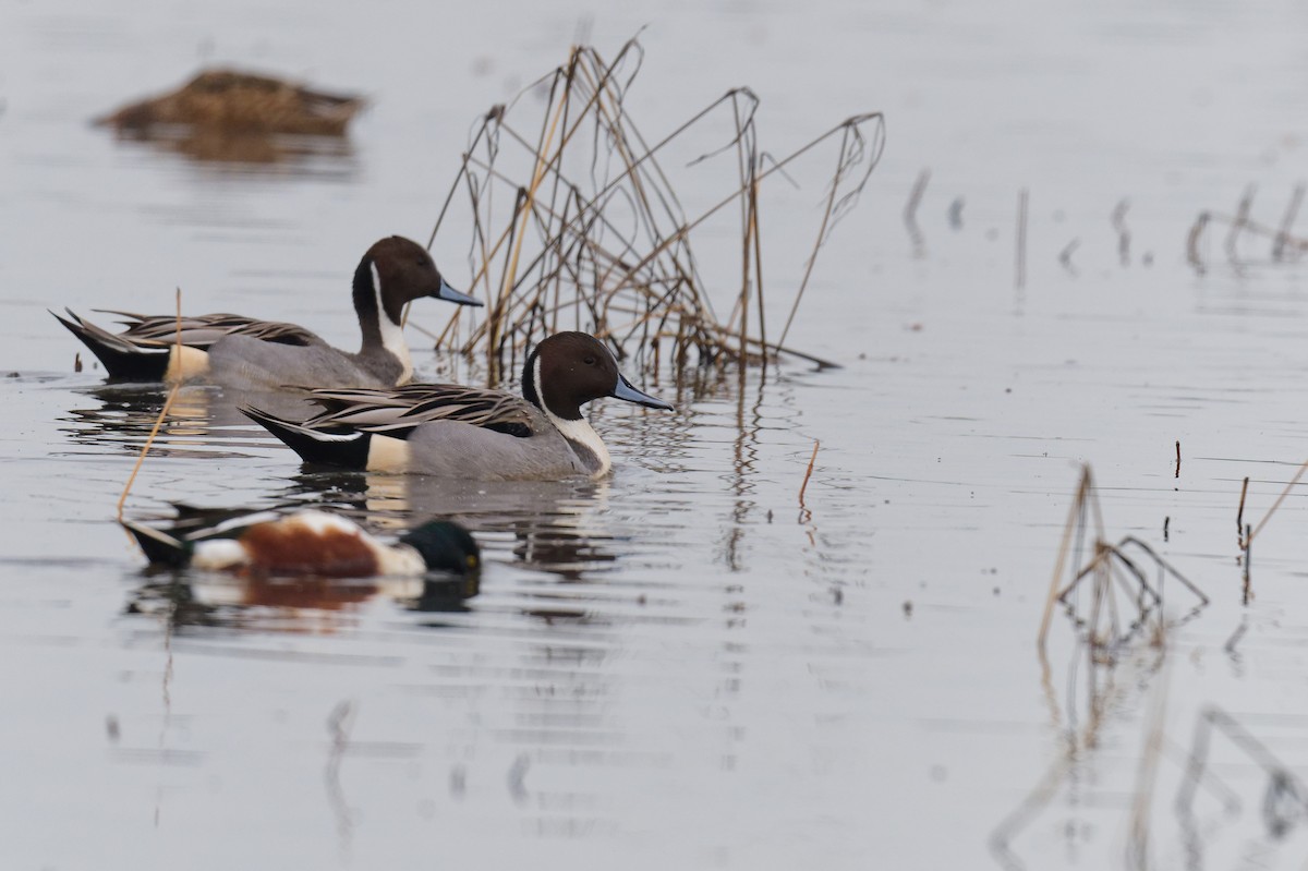 Northern Pintail - ML646246771