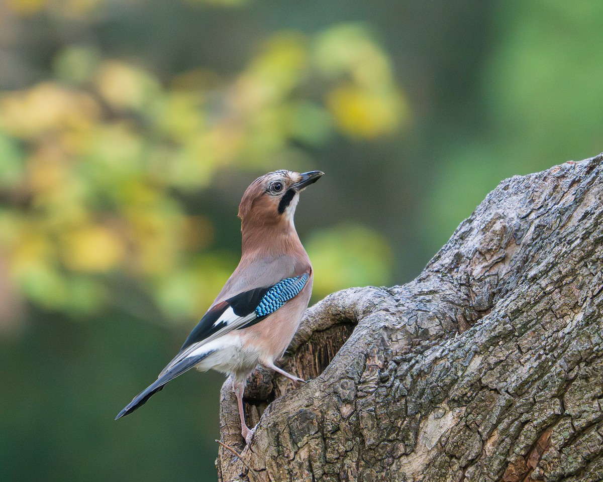 Eurasian Jay - ML646246787