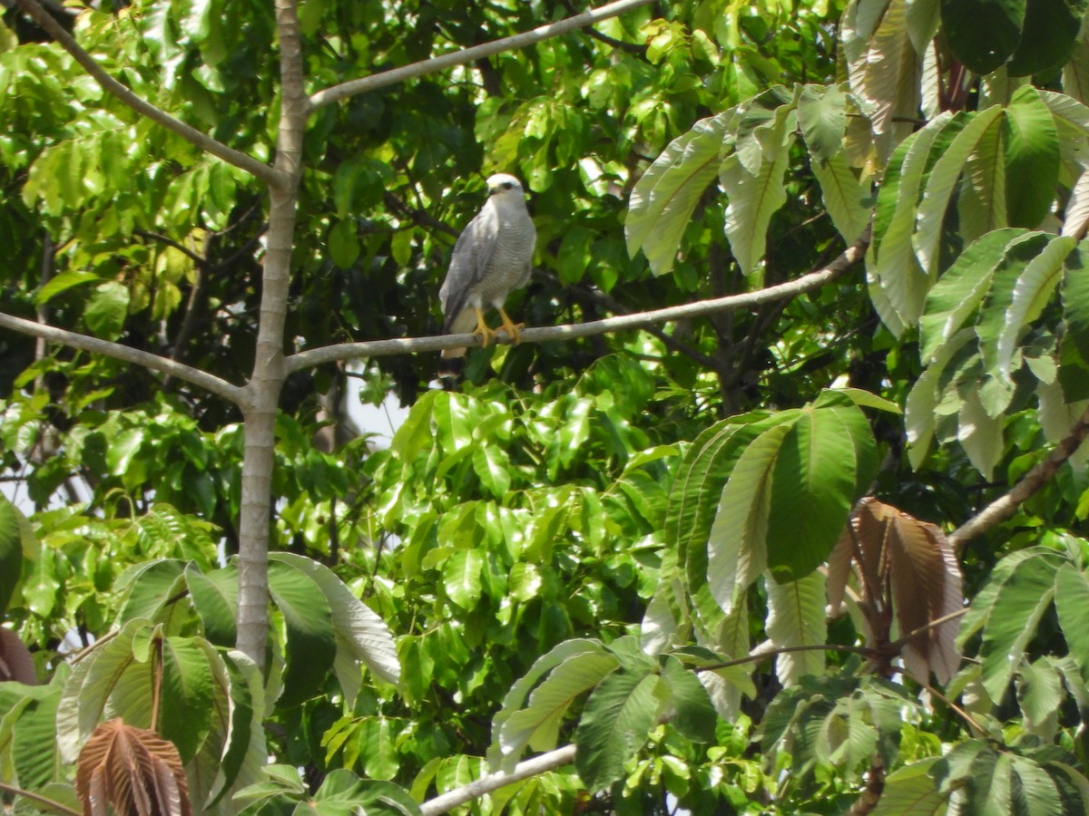 Gray-lined Hawk - ML646246796