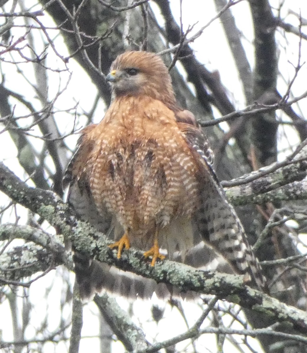 Red-shouldered Hawk - ML646246799