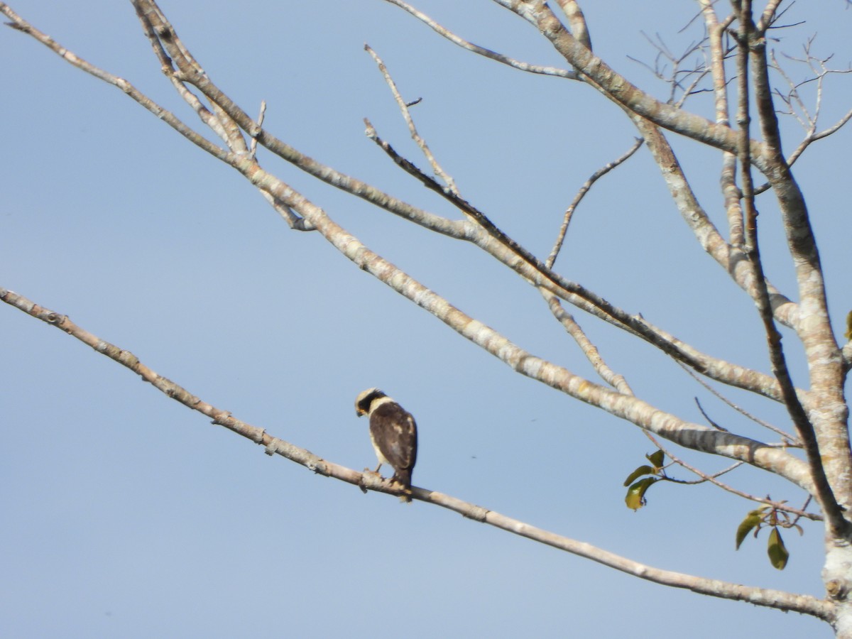 Laughing Falcon - ML646246809