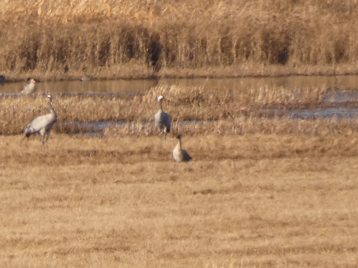 Pink-footed Goose - ML646246810