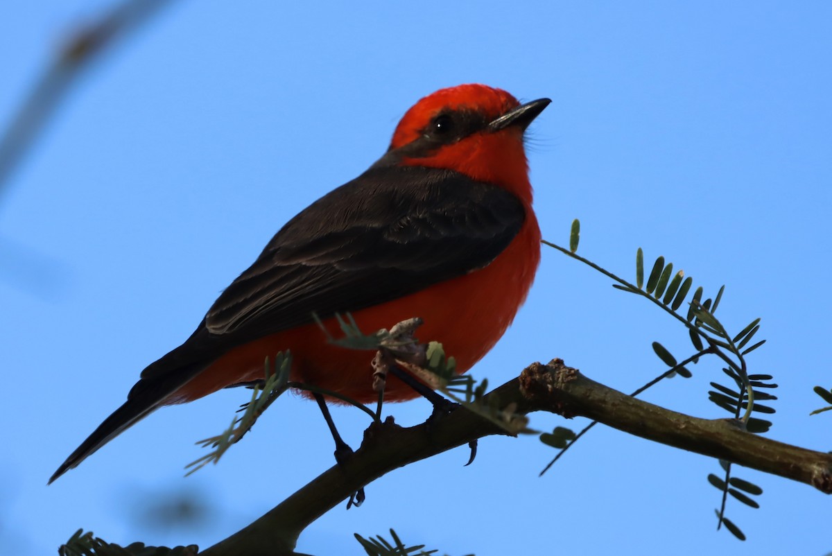 Vermilion Flycatcher - ML646246815