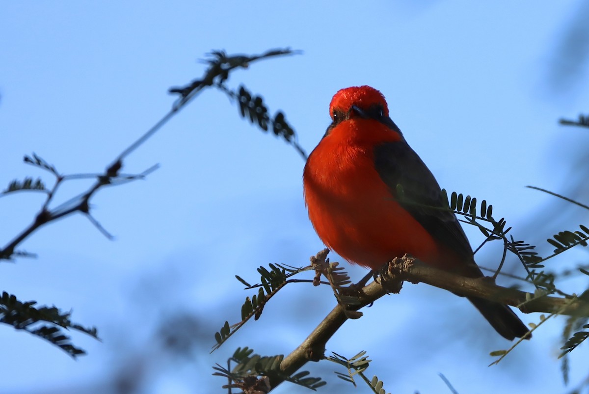 Vermilion Flycatcher - ML646246816