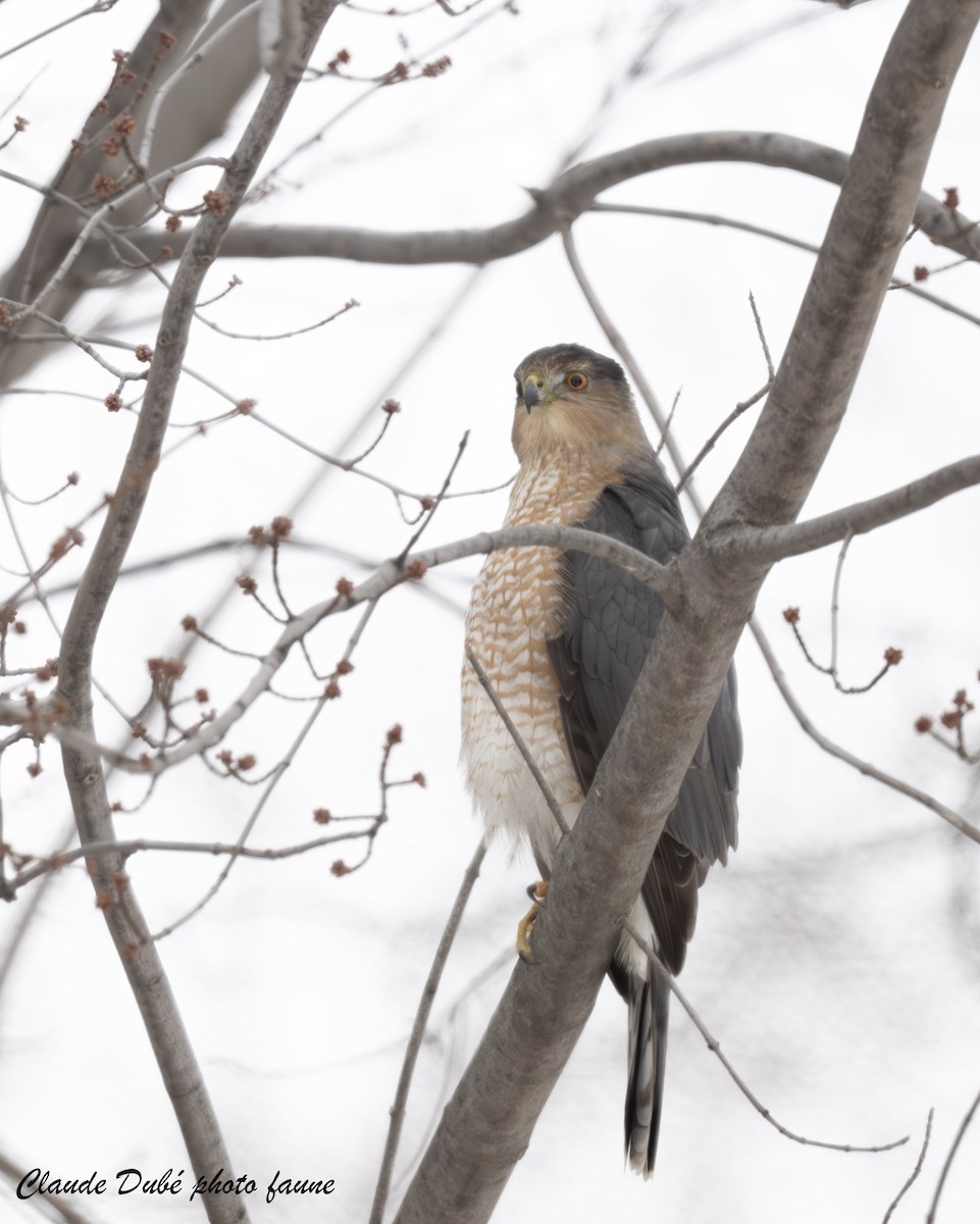 Cooper's Hawk - ML646246817