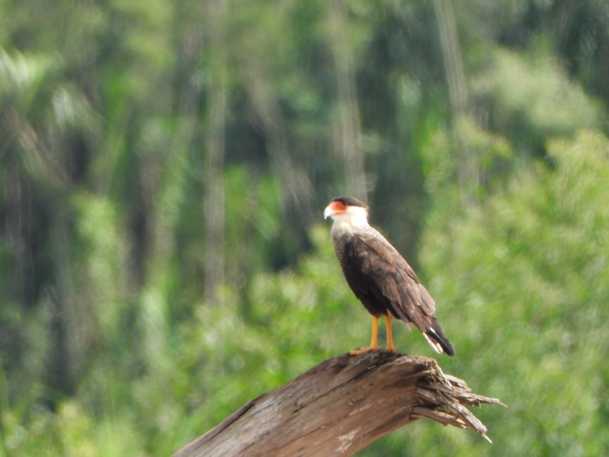 Crested Caracara - ML646246821