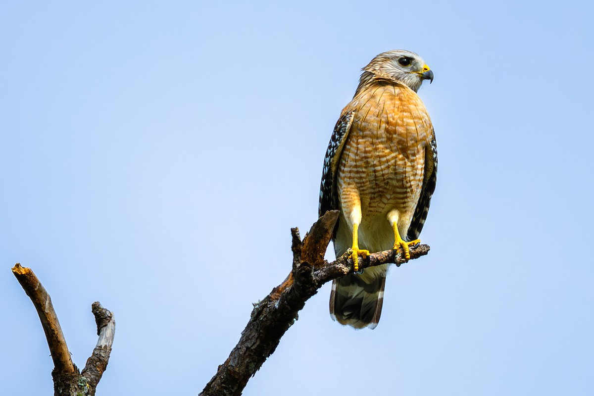 Red-shouldered Hawk - ML646246822