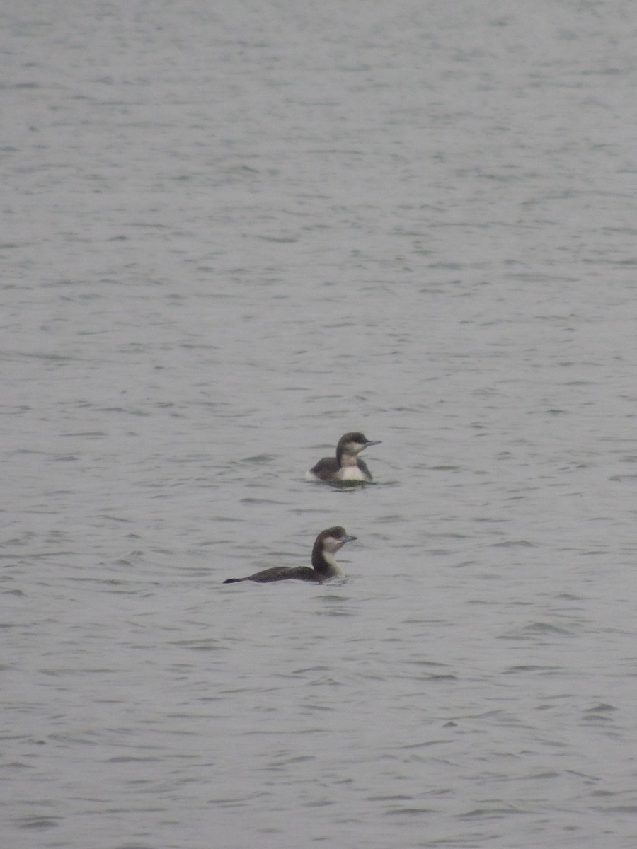 Arctic Loon - ML646246823