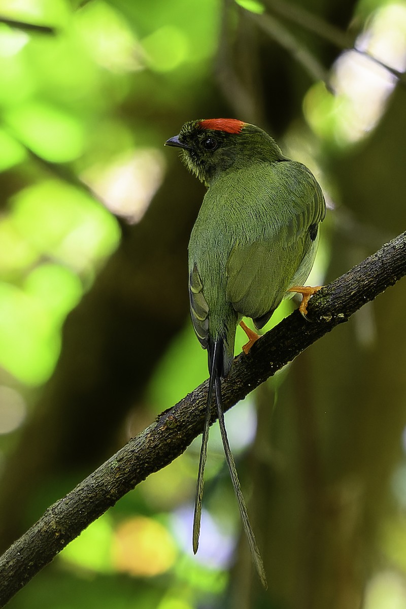 Long-tailed Manakin - ML646246825
