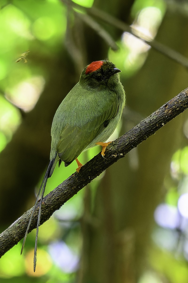 Long-tailed Manakin - ML646246827