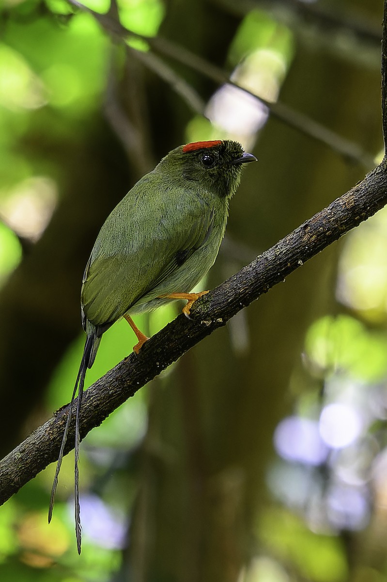 Long-tailed Manakin - ML646246828