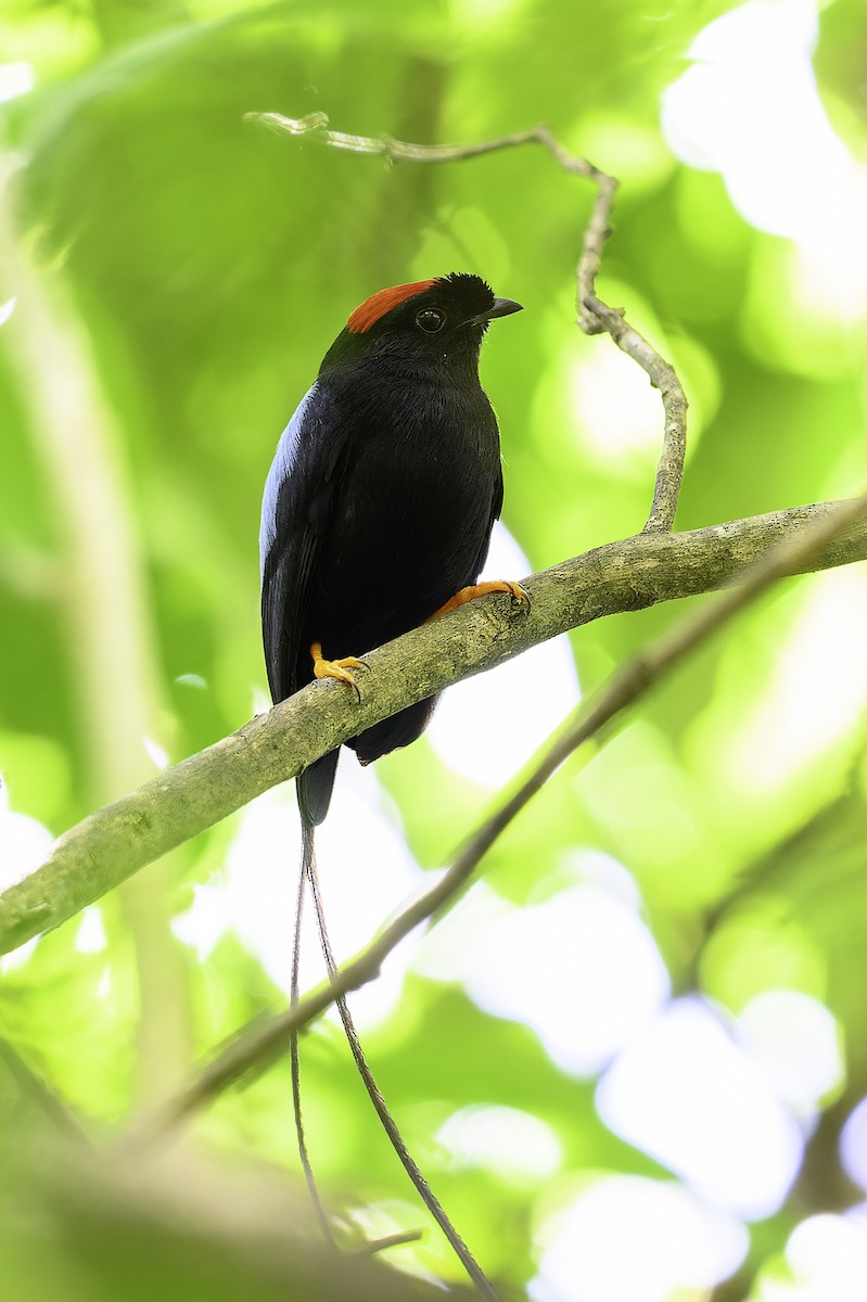 Long-tailed Manakin - ML646246829
