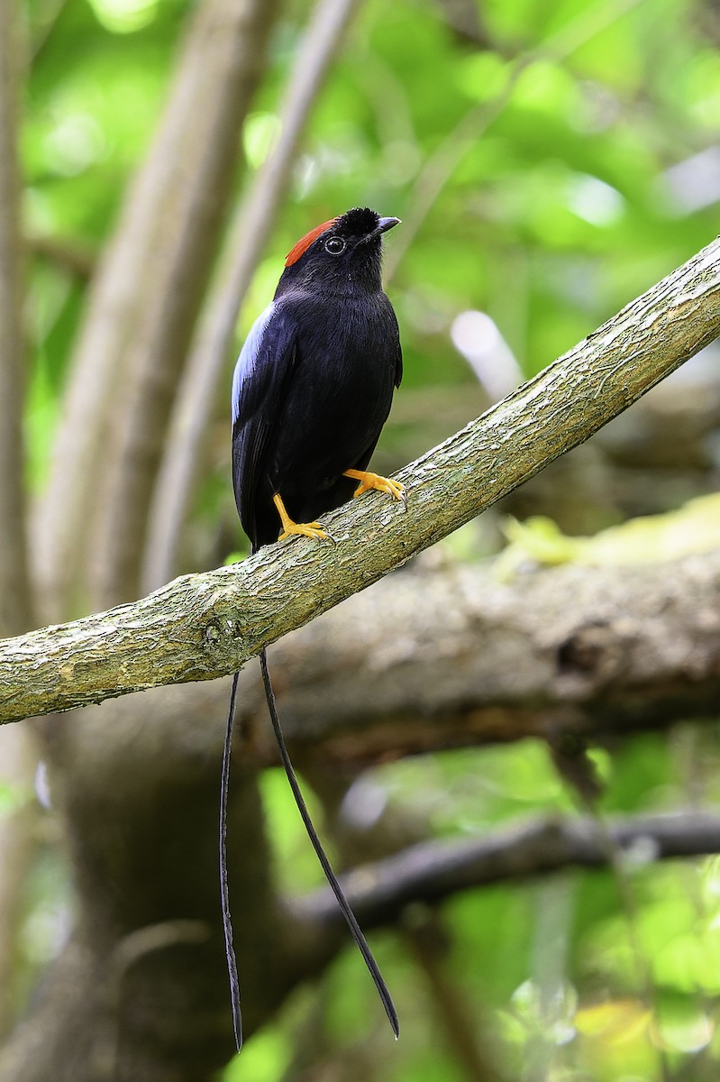 Long-tailed Manakin - ML646246830