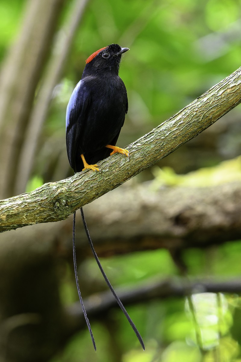 Long-tailed Manakin - ML646246831